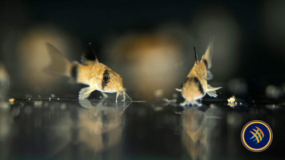 Corydoras Panda (Corydoras panda) | Catfish Loaches & Plecos | Largest Tropical Fish Selection at Your Local Fish Store