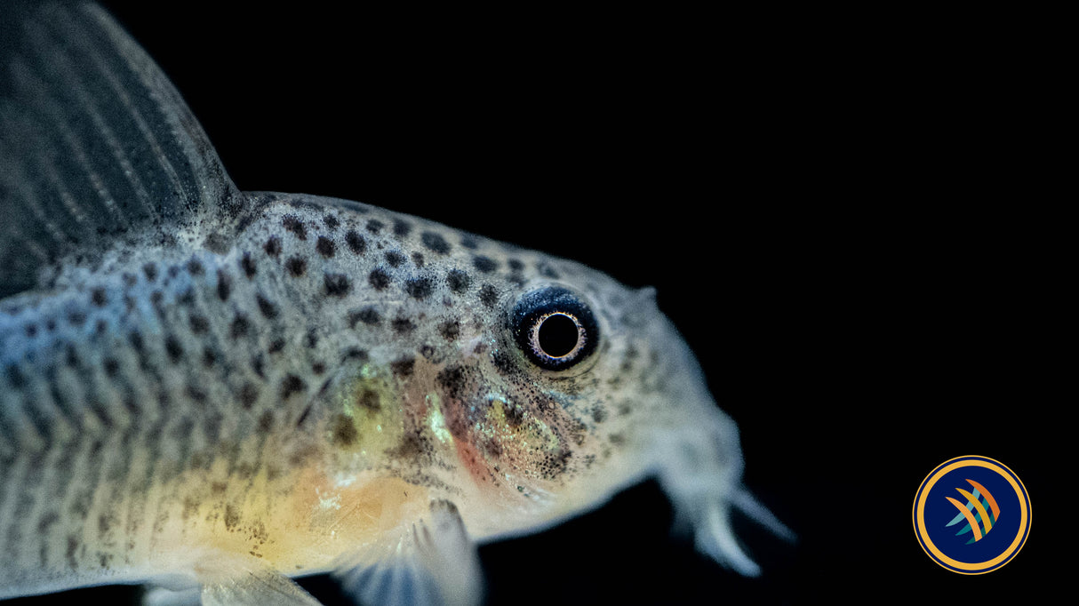 Corydoras Similis (Smudge Spot/Violet) 2.5cm | Catfish Loaches & Plecos | Largest Tropical Fish Selection at Your Local Fish Store