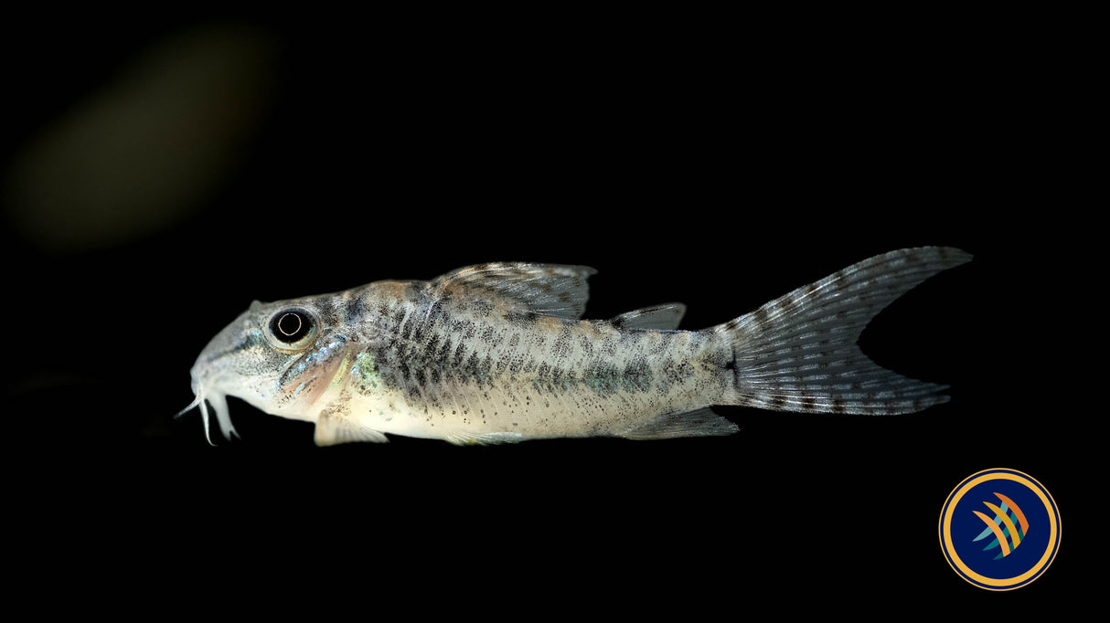 Ellisae Corydora Cat (Corydoras ellisae) 4cm | Catfish Loaches & Plecos | Largest Tropical Fish Selection at Your Local Fish Store