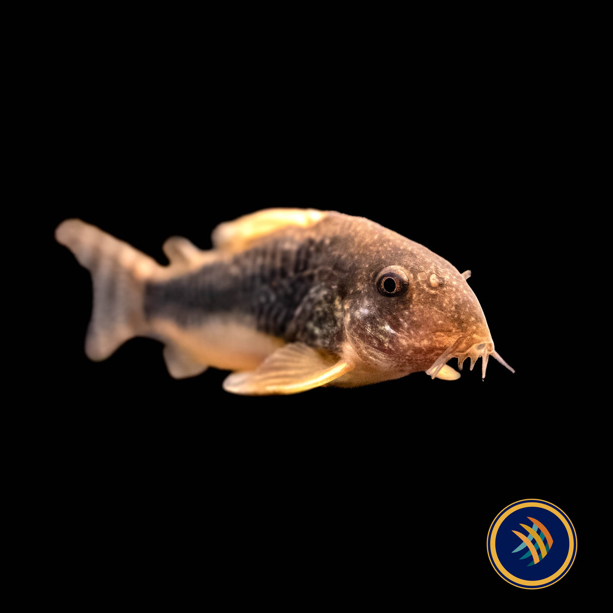 Corydoras Gossei 3+cm | Catfish Loaches & Plecos | Largest Tropical Fish Selection at Your Local Fish Store