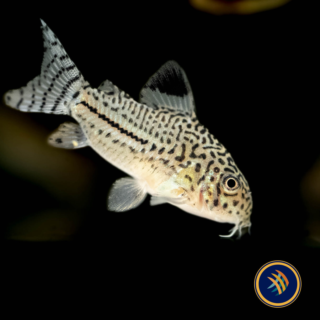 Corydoras Julii (Leopard) 3cm | Catfish Loaches & Plecos | Largest Tropical Fish Selection at Your Local Fish Store