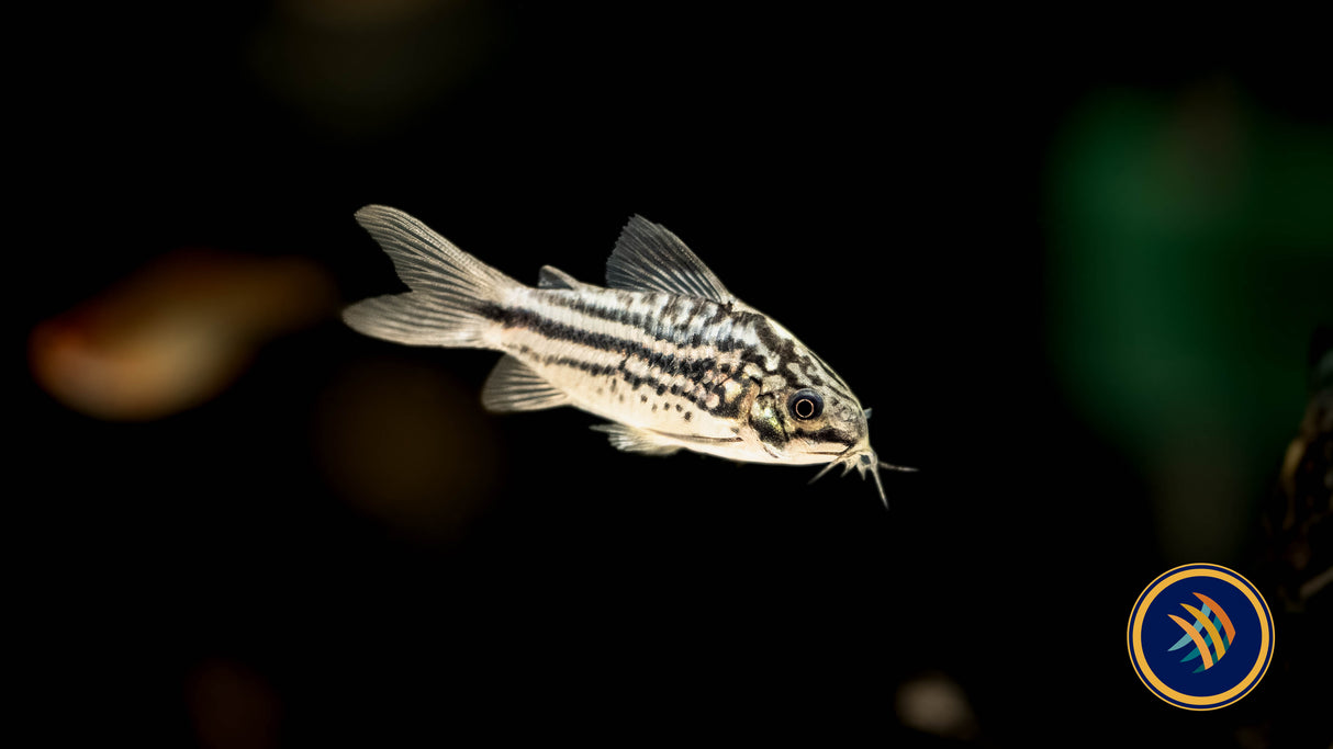 Corydoras sp. San Juan Large / XL | Catfish Loaches & Plecos | Largest Tropical Fish Selection at Your Local Fish Store
