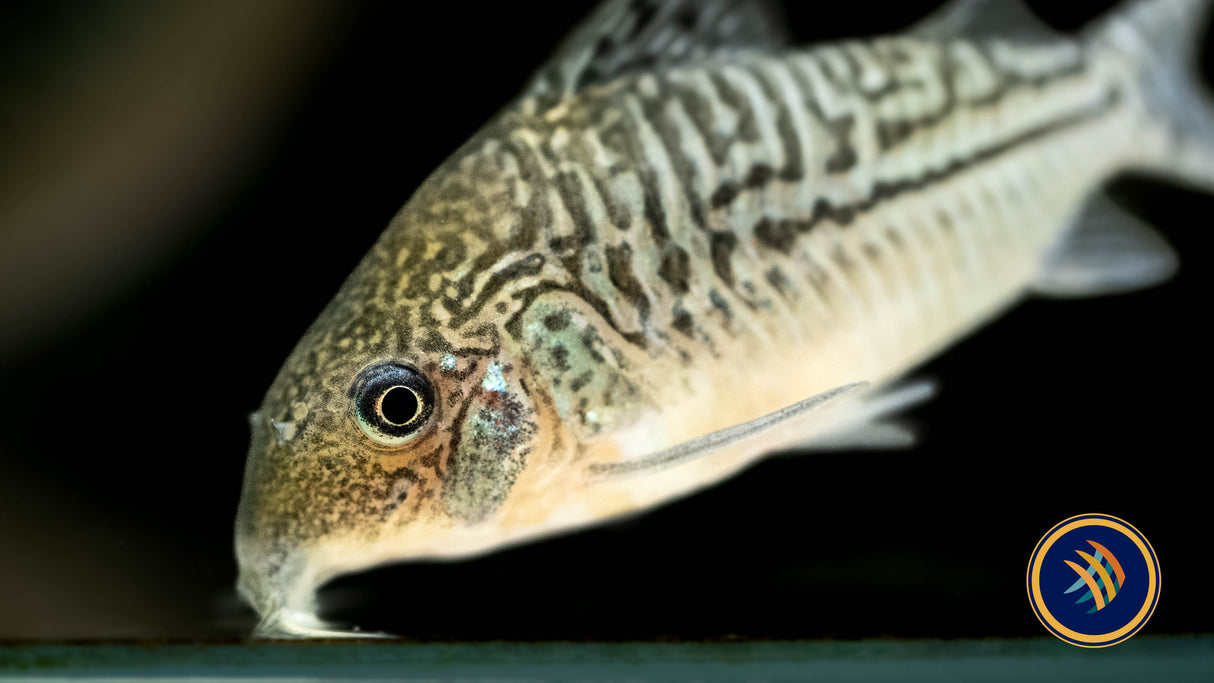 Corydoras Sodalis | Catfish Loaches & Plecos | Largest Tropical Fish Selection at Your Local Fish Store
