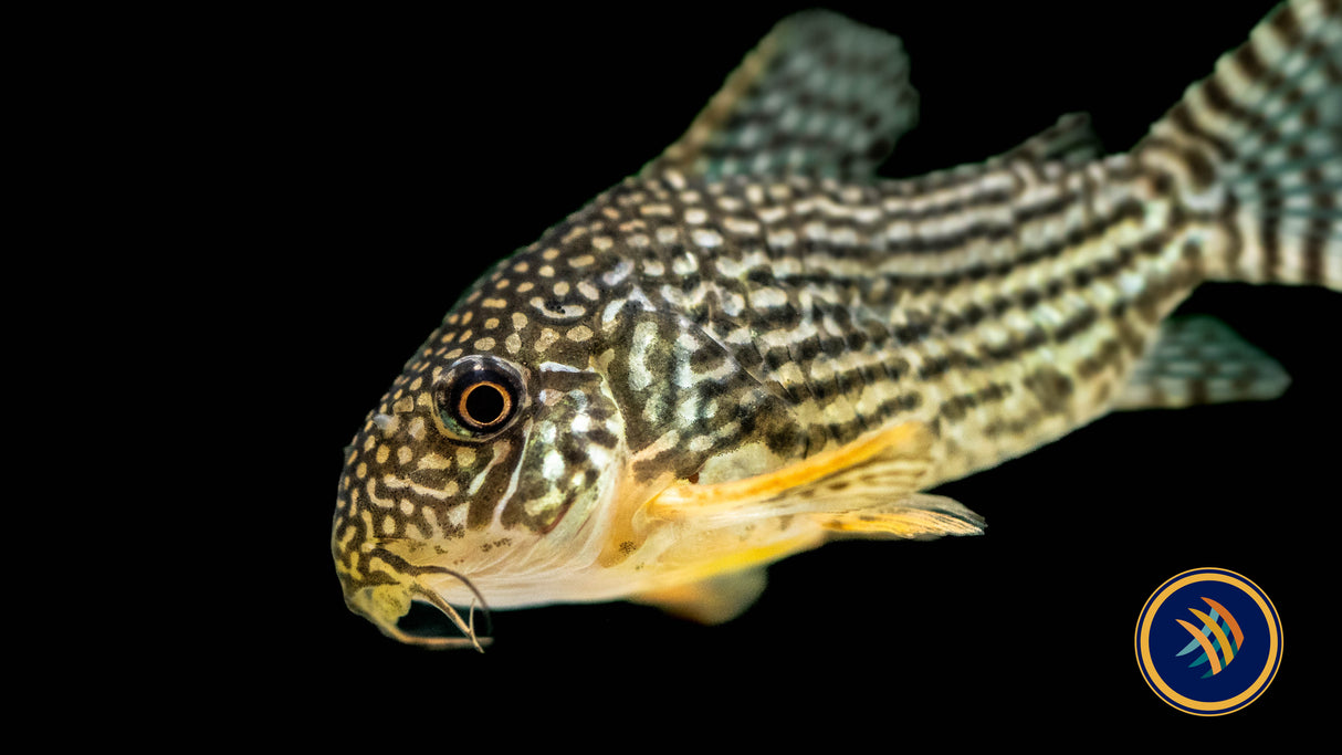 Corydoras Sterbai | Catfish Loaches & Plecos | Largest Tropical Fish Selection at Your Local Fish Store