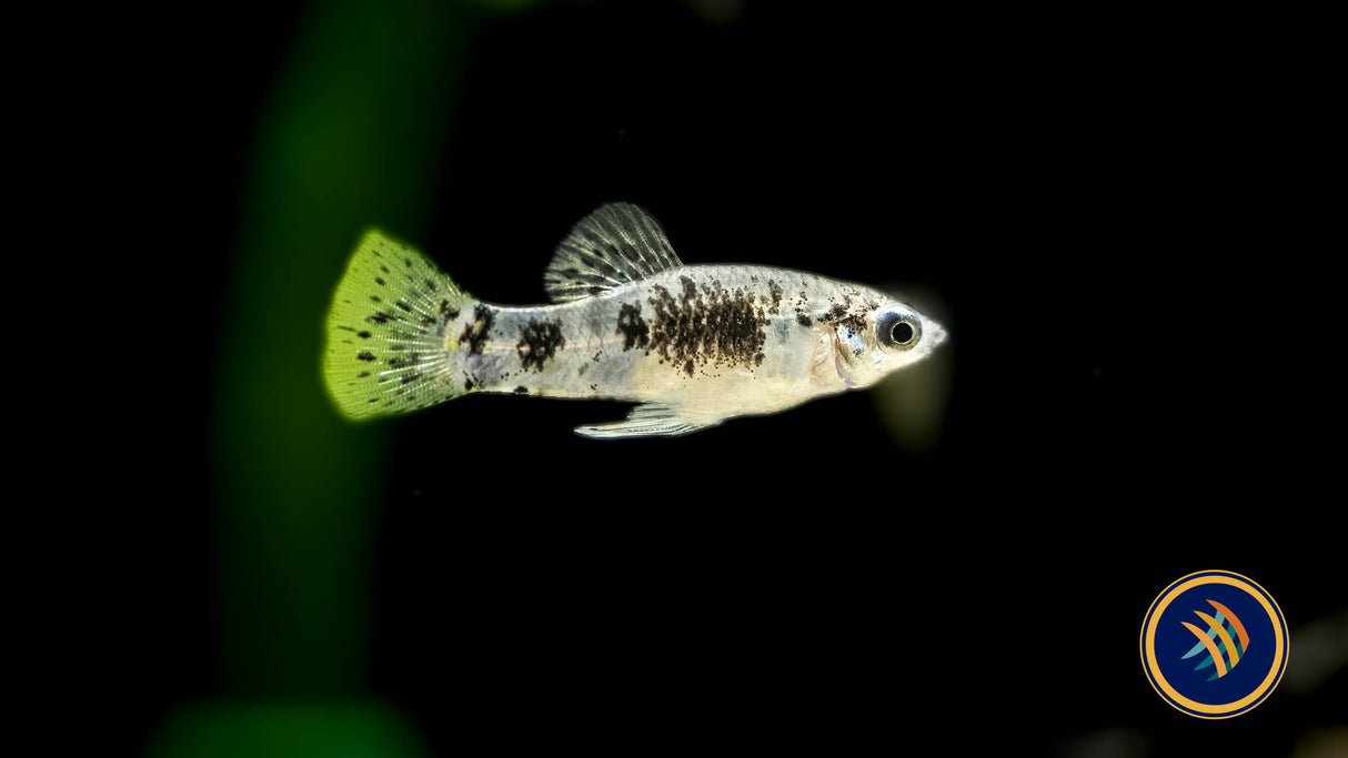Cuban Limia (Limia vittata) Medium Aquarium Glaser | Livebearers | Largest Tropical Fish Selection at Your Local Fish Store