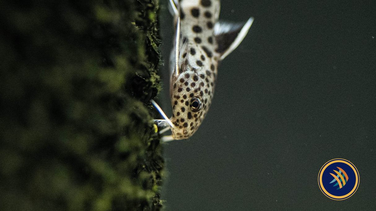 Cuckoo Catfish (Synodontis Petricola) 2-3cm | Catfish Loaches & Plecos | Largest Tropical Fish Selection at Your Local Fish Store