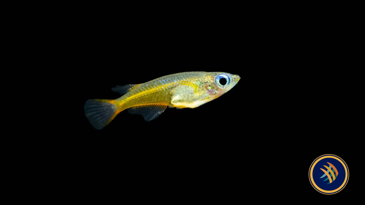Daisy's Blue Ricefish (Oryzias woworae) | Other Livestock | Largest Tropical Fish Selection at Your Local Fish Store
