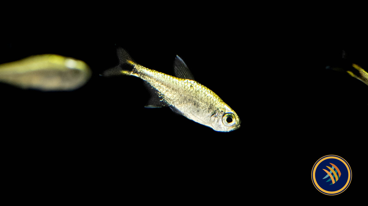 Dawn Tetra (Hyphessobrycon eos) Med - Aquarium Glaser | Tetras Rasboras & Pencilfish | Largest Tropical Fish Selection at Your Local Fish Store