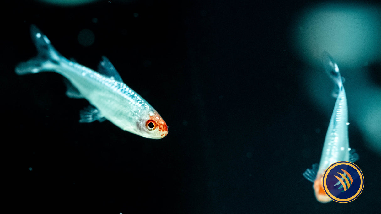 Diamond (Brilliant) Rummy Nose Tetra (Hemigrammus bleheri) | Tetras Rasboras & Pencilfish | Largest Tropical Fish Selection at Your Local Fish Store