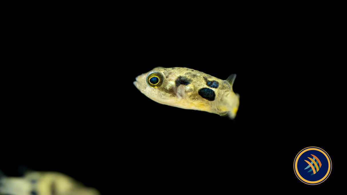 Dwarf Pea Pufferfish (Carinotetraodon travancoricus) | Other Livestock | Largest Tropical Fish Selection at Your Local Fish Store