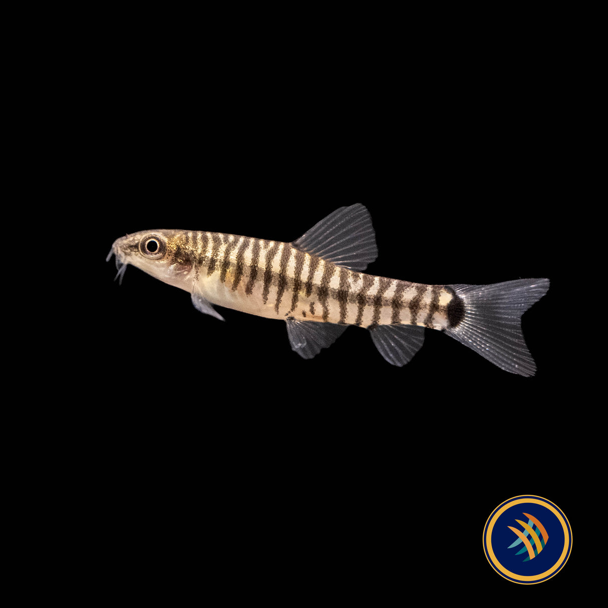 Dwarf Banded Vietnamese Loach (Yunnanilus cruciatus) | Catfish Loaches & Plecos | Largest Tropical Fish Selection at Your Local Fish Store