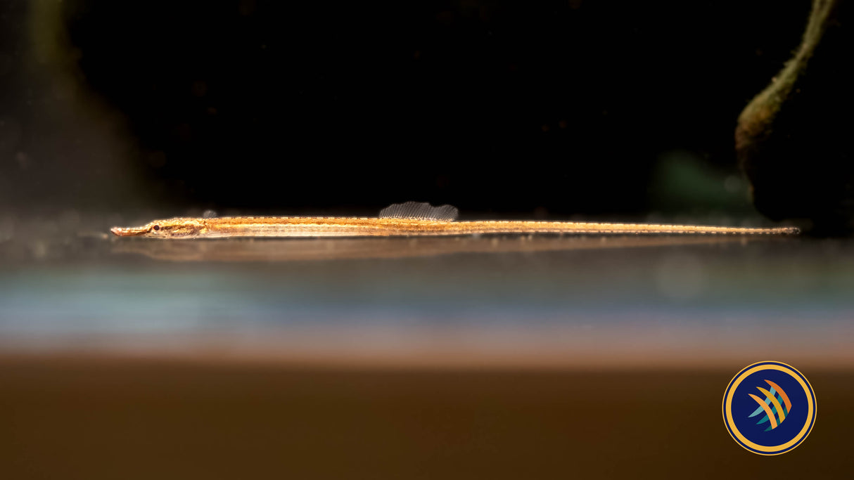 Dwarf Pipefish (Doryichthys deokhatoides) 6.5cm | Other Livestock | Largest Tropical Fish Selection at Your Local Fish Store