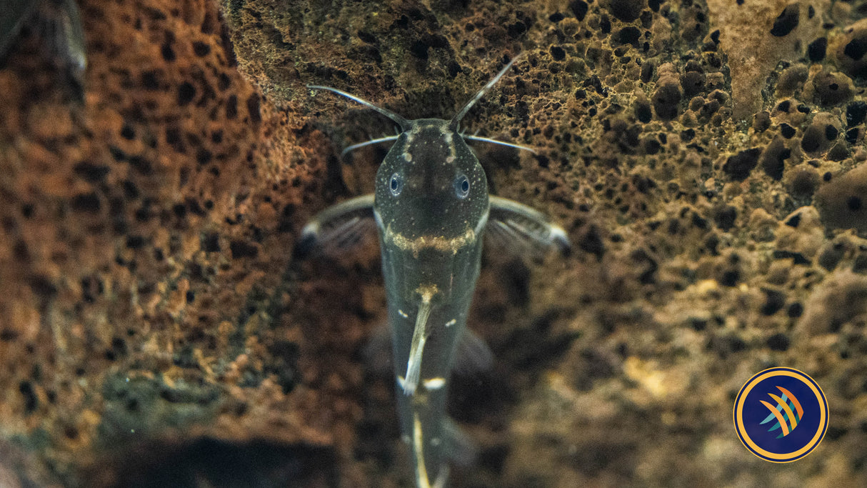 Dwarf Synodontis Catfish (Microsynodontis batesii) Aquarium Glaser | Catfish Loaches & Plecos | Largest Tropical Fish Selection at Your Local Fish Store