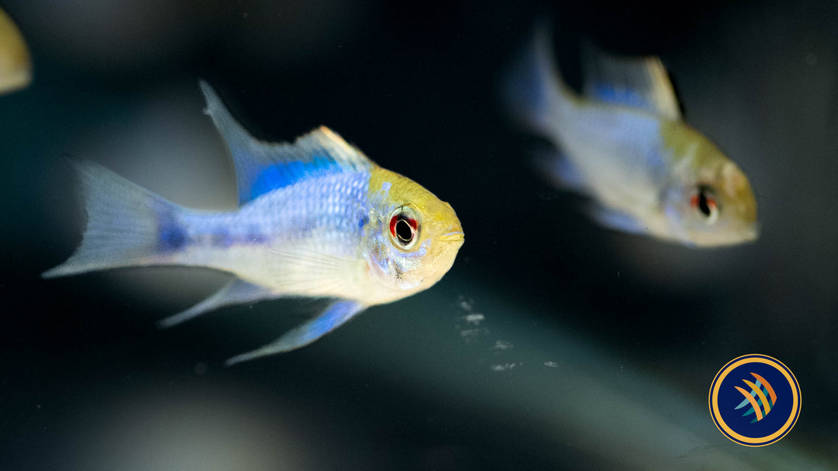 Electric Blue Ram (mikrogeophagus ramirezi) 4-5cm | Cichlids Badis & Gouramis | Largest Tropical Fish Selection at Your Local Fish Store