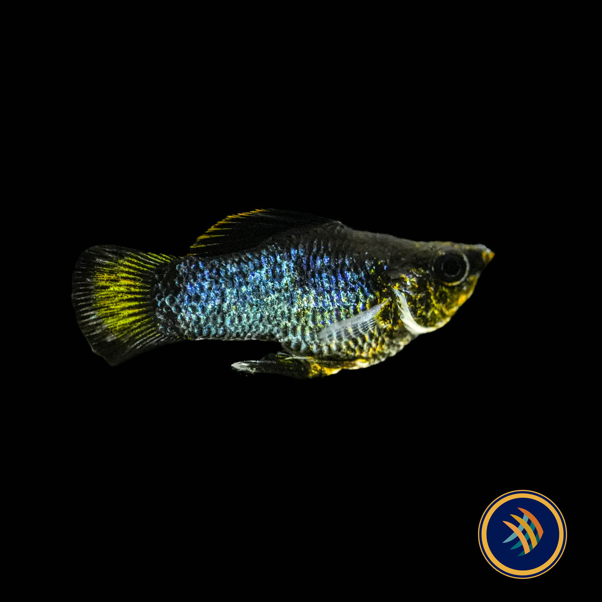 Electric Blue Balloon Sailfin Molly 2-2.3cm | Livebearers | Largest Tropical Fish Selection at Your Local Fish Store
