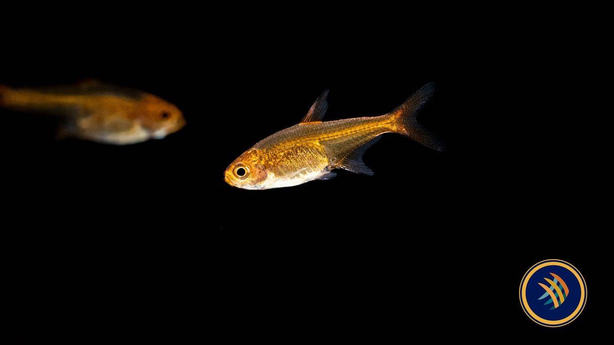 Ember Tetra (Hyphessobrycon amandae) 2.5cm | Tetras Rasboras & Pencilfish | Largest Tropical Fish Selection at Your Local Fish Store