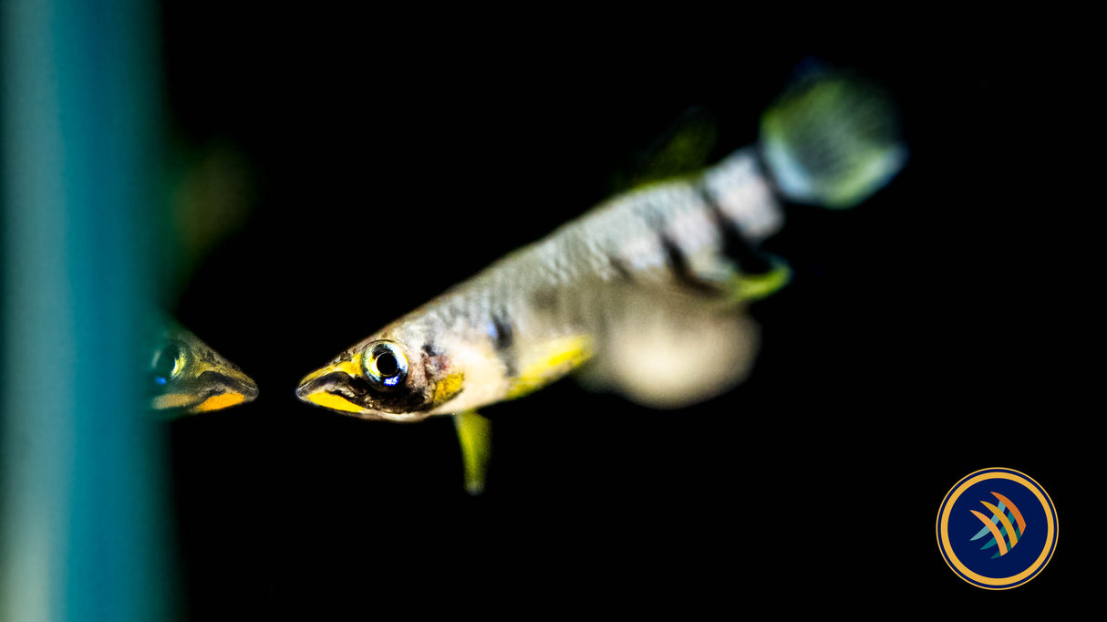 Epiplatys Dageti 'Monroviae' (Aquarium Glaser) | Rainbowfish Killifish & Danios | Largest Tropical Fish Selection at Your Local Fish Store