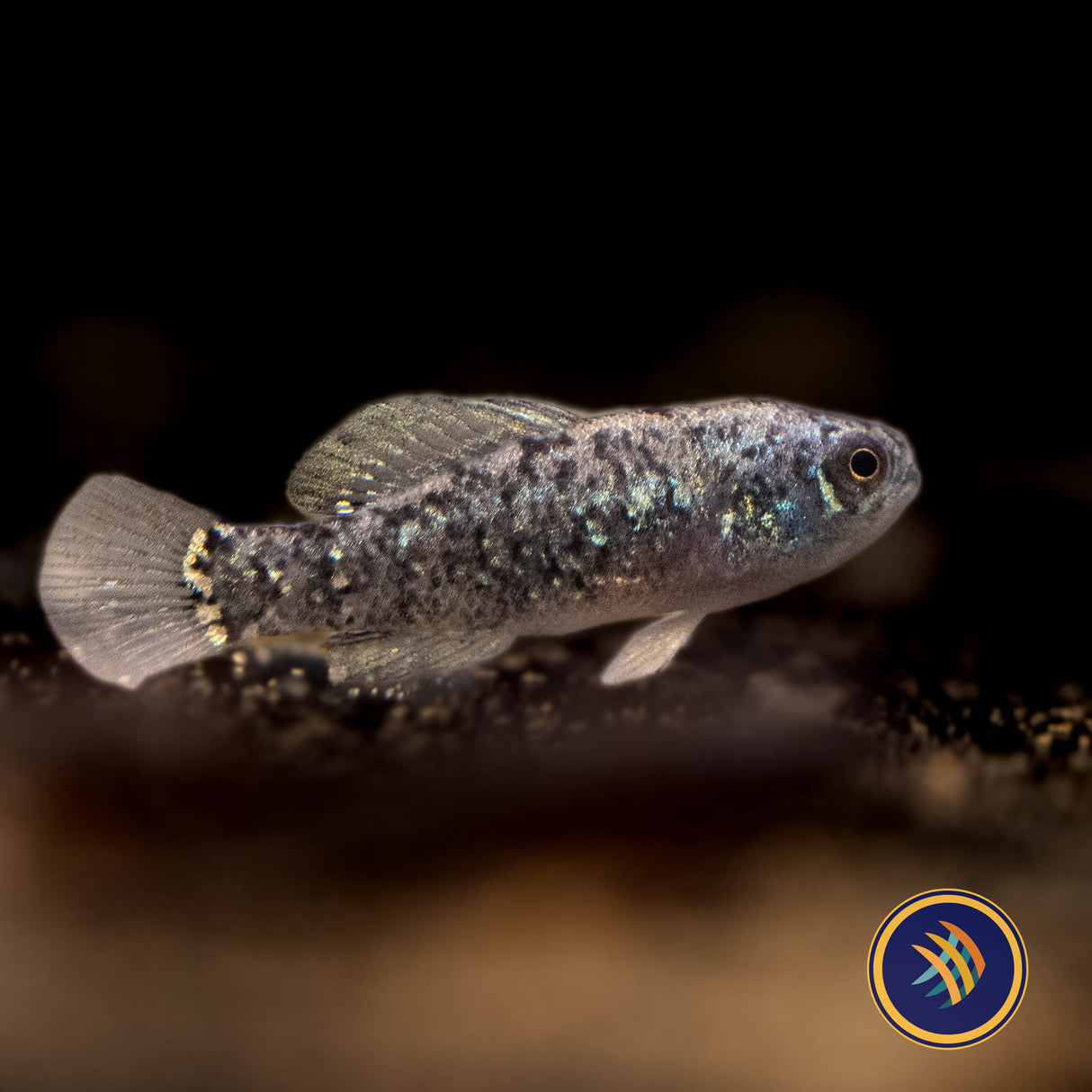 Everglades Pygmy Sunfish (Elassoma evergladei) Aquarium Glaser X-Large | Rainbowfish Killifish & Danios | Largest Tropical Fish Selection at Your Local Fish Store