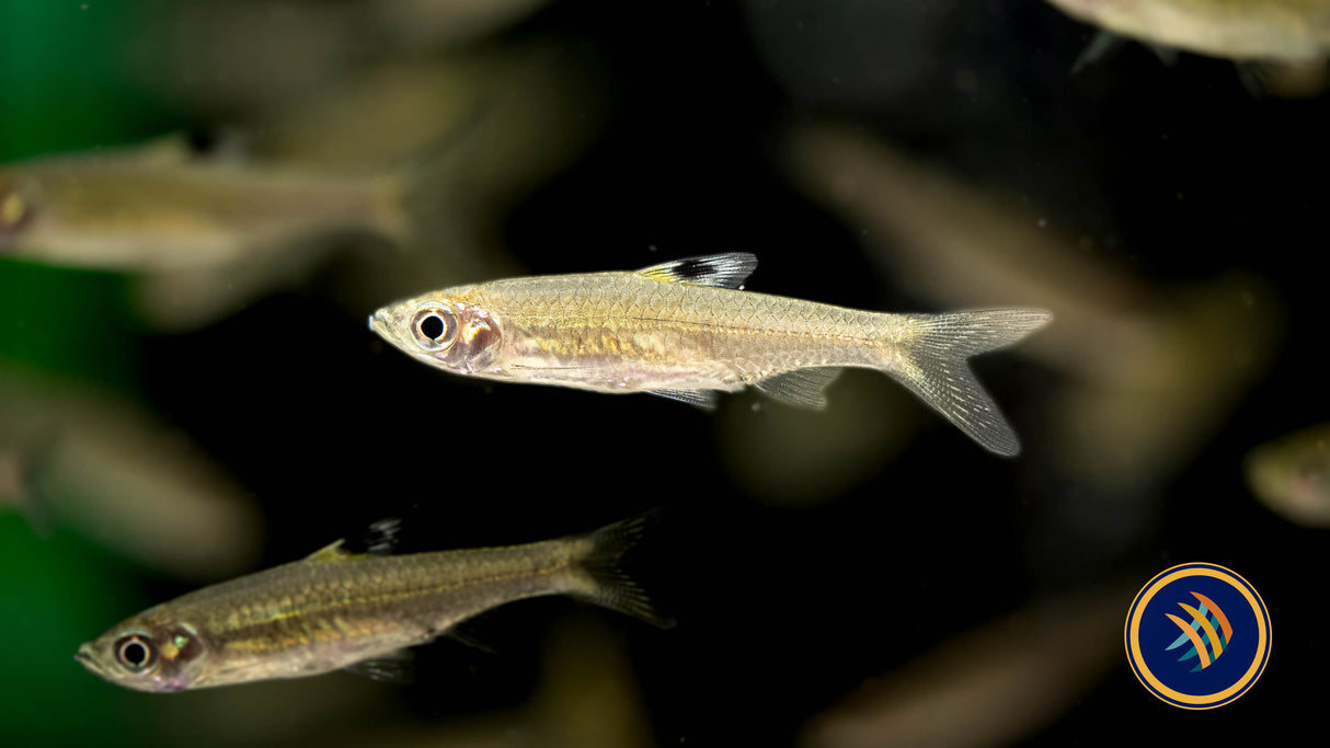 Eyespot Rasbora (Brevibora cheeya) 4-5cm | Tetras Rasboras & Pencilfish | Largest Tropical Fish Selection at Your Local Fish Store