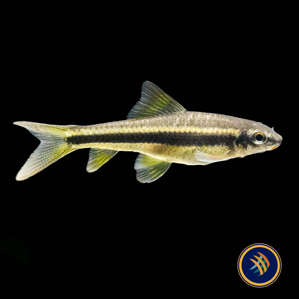 False Siamese Algae Eater "Garra cambodgiensis"
