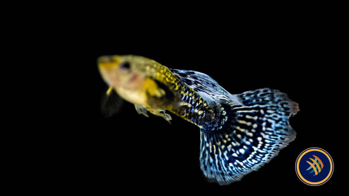 Fancy Guppy Pair Blue Dragon | Livebearers | Largest Tropical Fish Selection at Your Local Fish Store