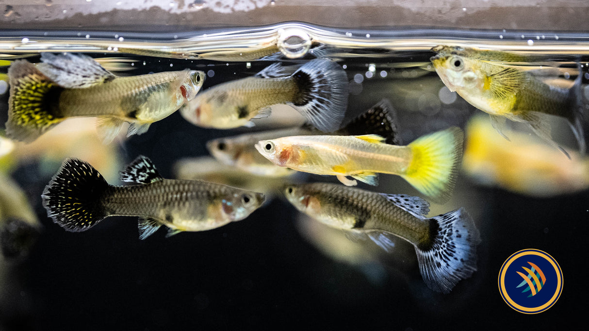 Fancy Guppy Female Assorted (Poecilia reticulata) | Livebearers | Largest Tropical Fish Selection at Your Local Fish Store