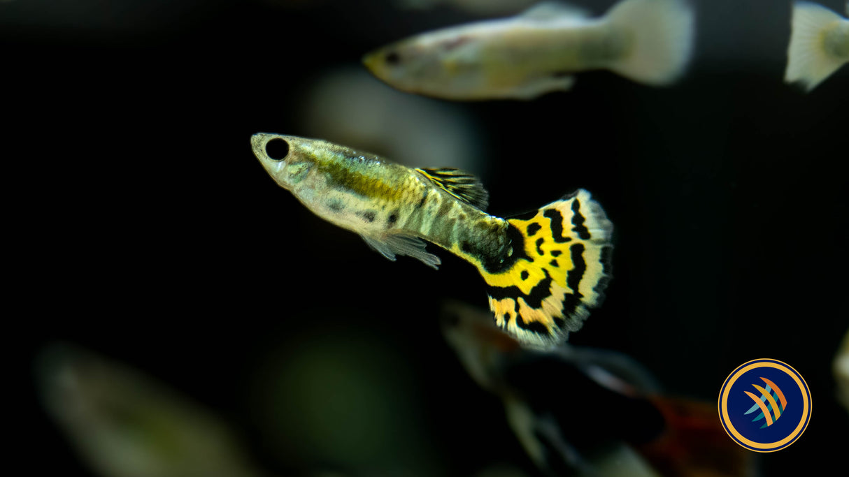 Fancy Guppy Male Assorted (Poecilia reticulata) | Livebearers | Largest Tropical Fish Selection at Your Local Fish Store