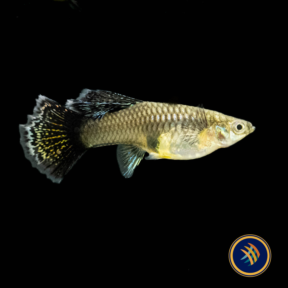 Fancy Guppy Pair Dumbo Dark Dragon | Livebearers | Largest Tropical Fish Selection at Your Local Fish Store