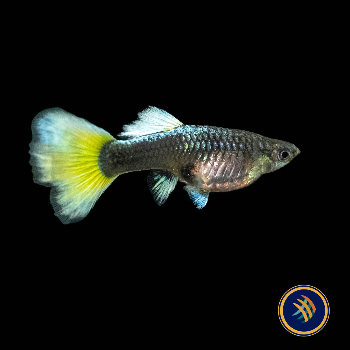 Fancy Guppy Pair Platinum Gold (Poecilia reticulata)