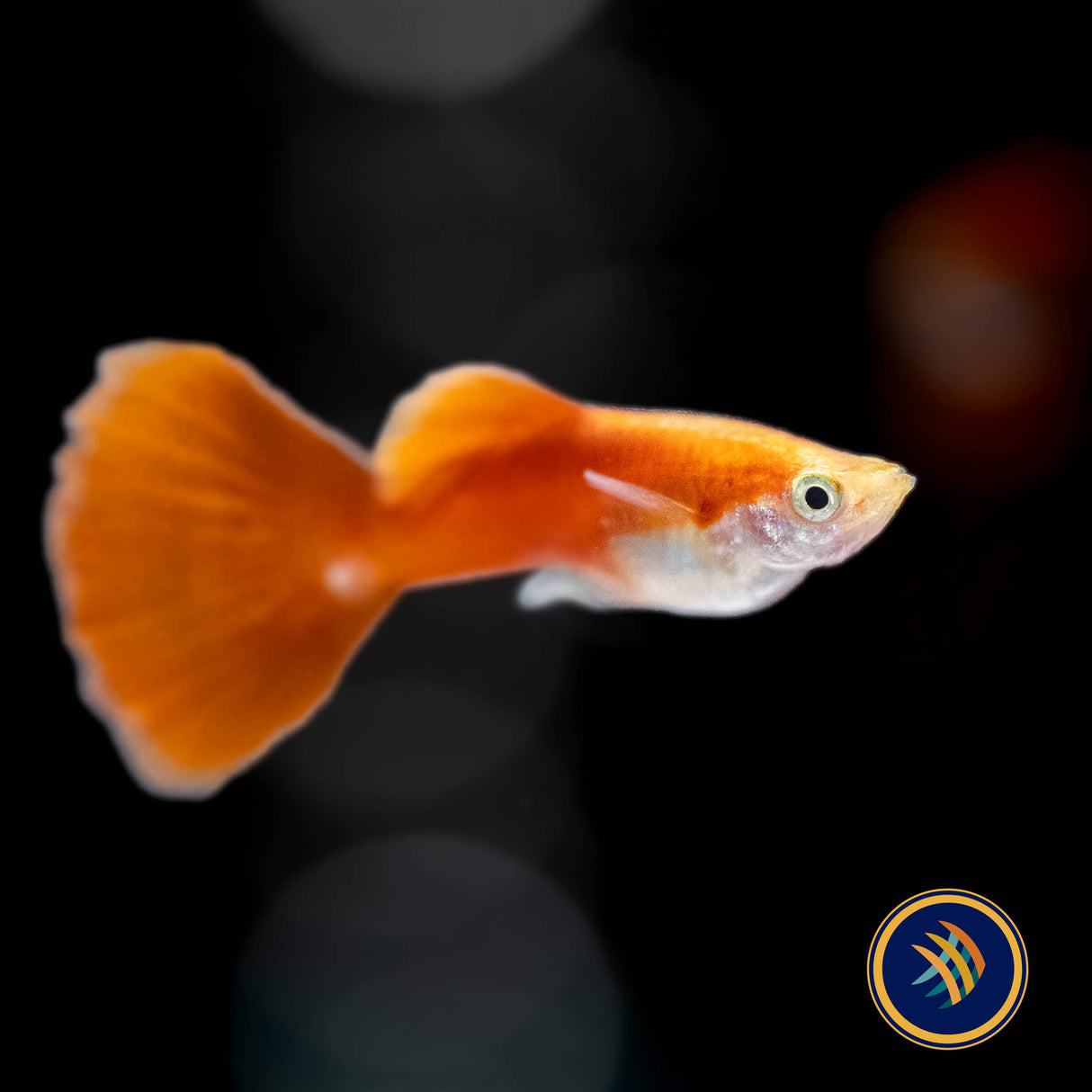 Fancy Guppy Pair - Red Moscow (Poecilia reticulata) | Livebearers | Largest Tropical Fish Selection at Your Local Fish Store
