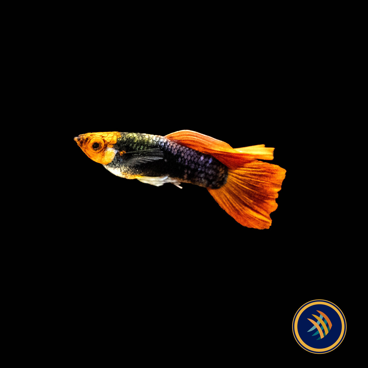 Fancy Guppy Pair Tuxedo Koi | Livebearers | Largest Tropical Fish Selection at Your Local Fish Store