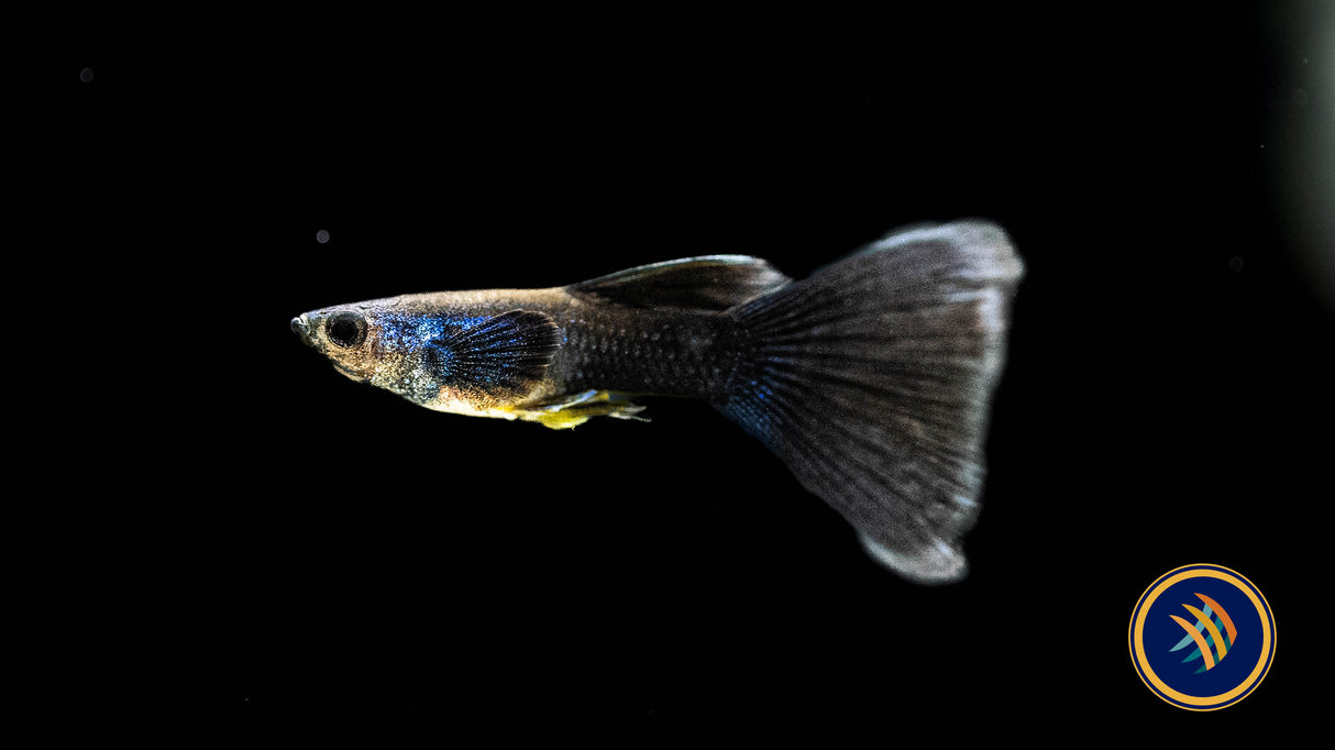 Fancy Guppy Pair Green Moscow (Poecilia reticulata) | Livebearers | Largest Tropical Fish Selection at Your Local Fish Store