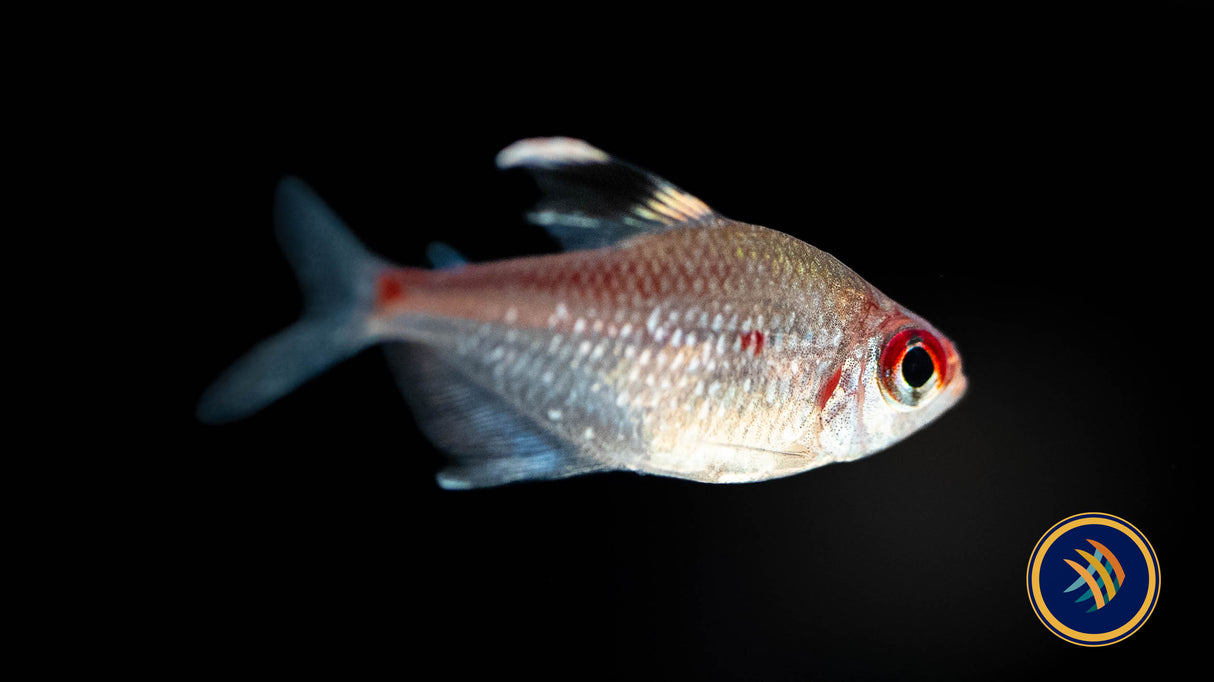 Flame Back Bleeding Heart Tetra (hyphessobrycon Pyrrhonotus) Med-Large (Aquarium Glaser) | Tetras Rasboras & Pencilfish | Largest Tropical Fish Selection at Your Local Fish Store