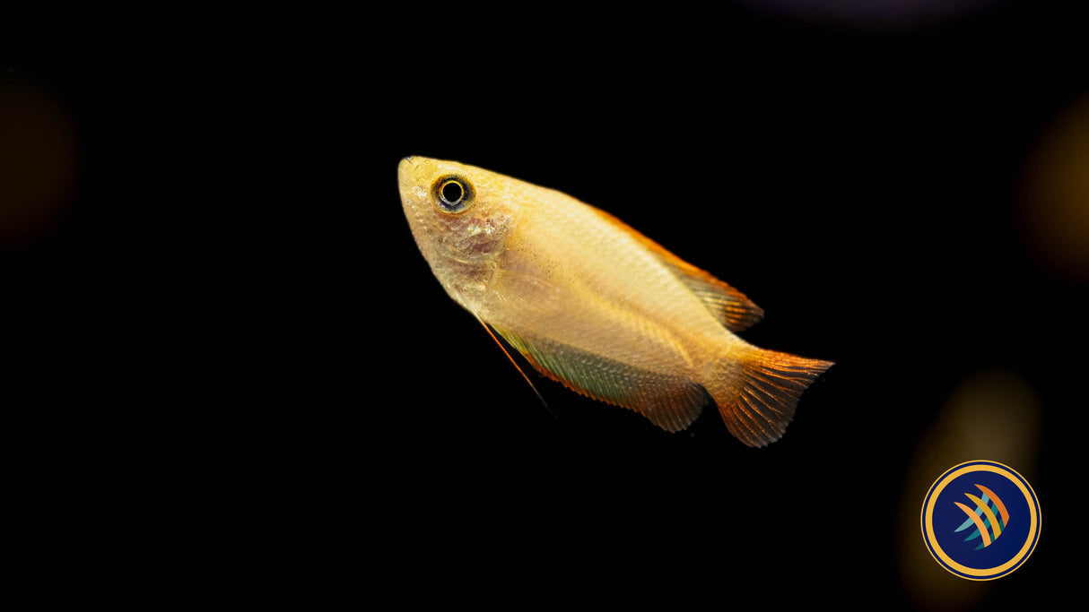 Flame Honey Gourami (Colisa Chuna) Medium (Aquarium Glaser) | Cichlids Badis & Gouramis | Largest Tropical Fish Selection at Your Local Fish Store