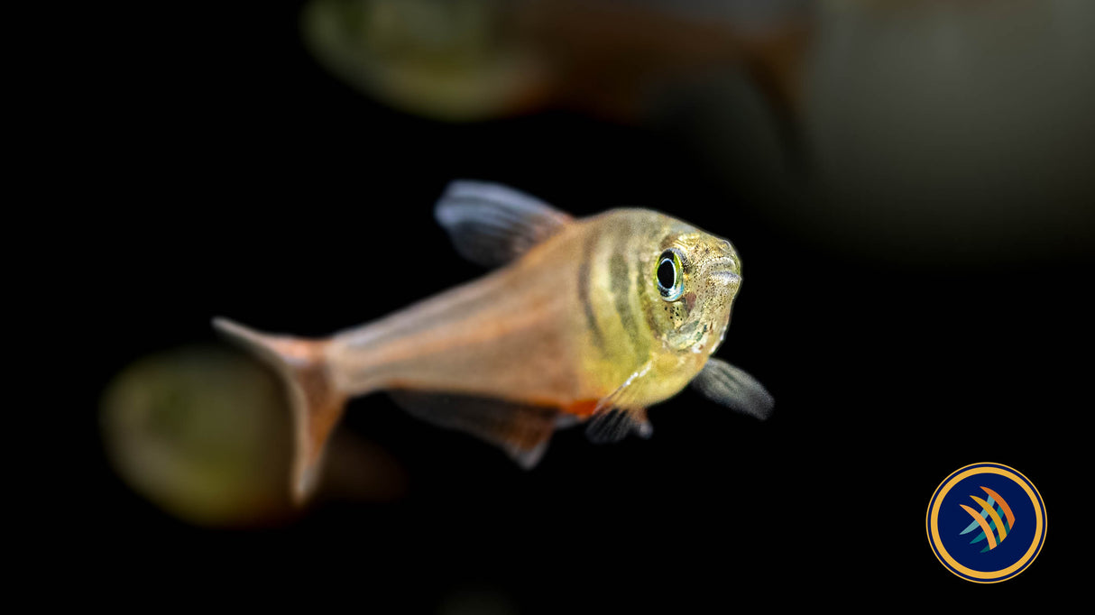Flame Tetra (Hyphessobrycon Flammeus) (locally bred) | Tetras Rasboras & Pencilfish | Largest Tropical Fish Selection at Your Local Fish Store