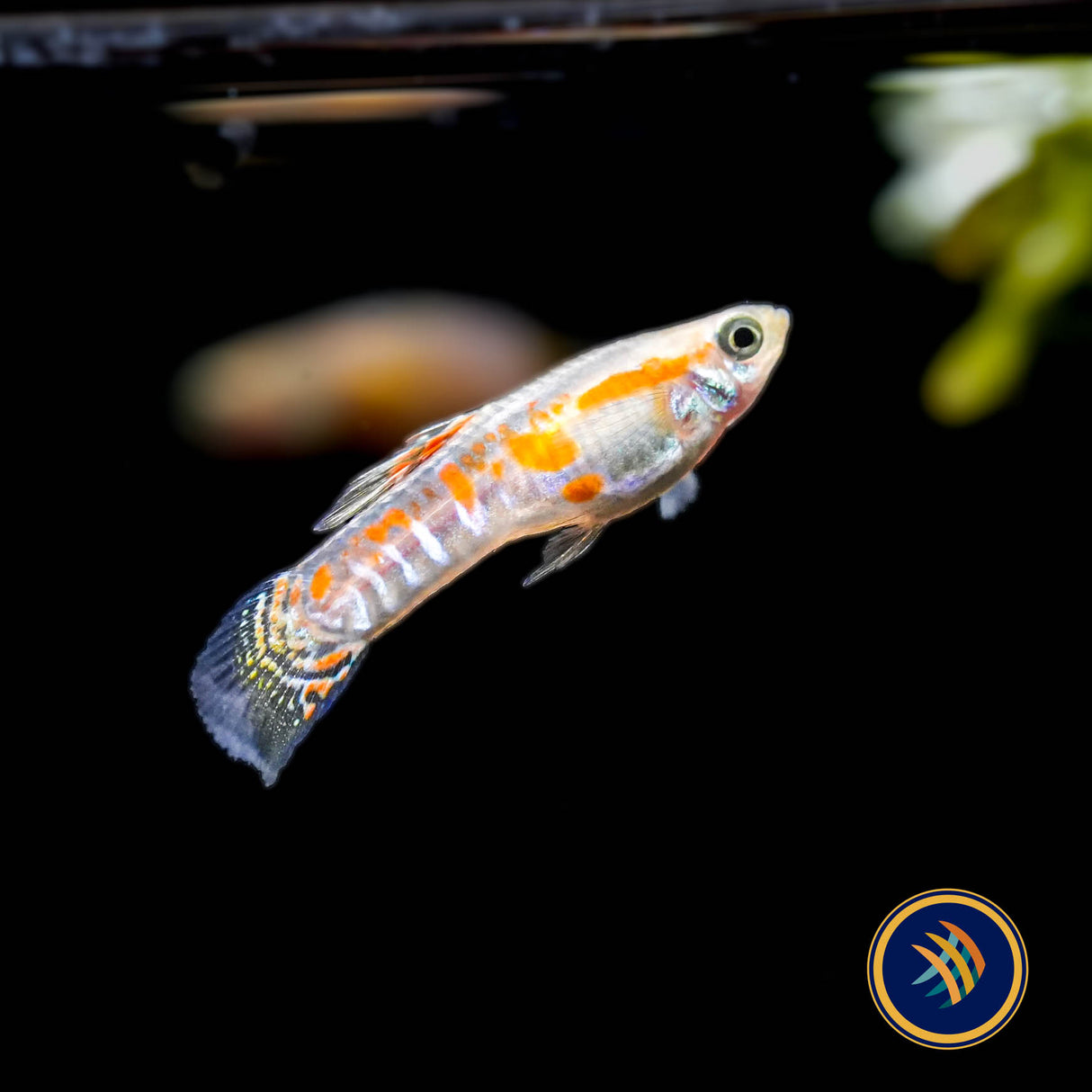 Ginga Rubra Guppy Pairs (Poecilia reticulata)