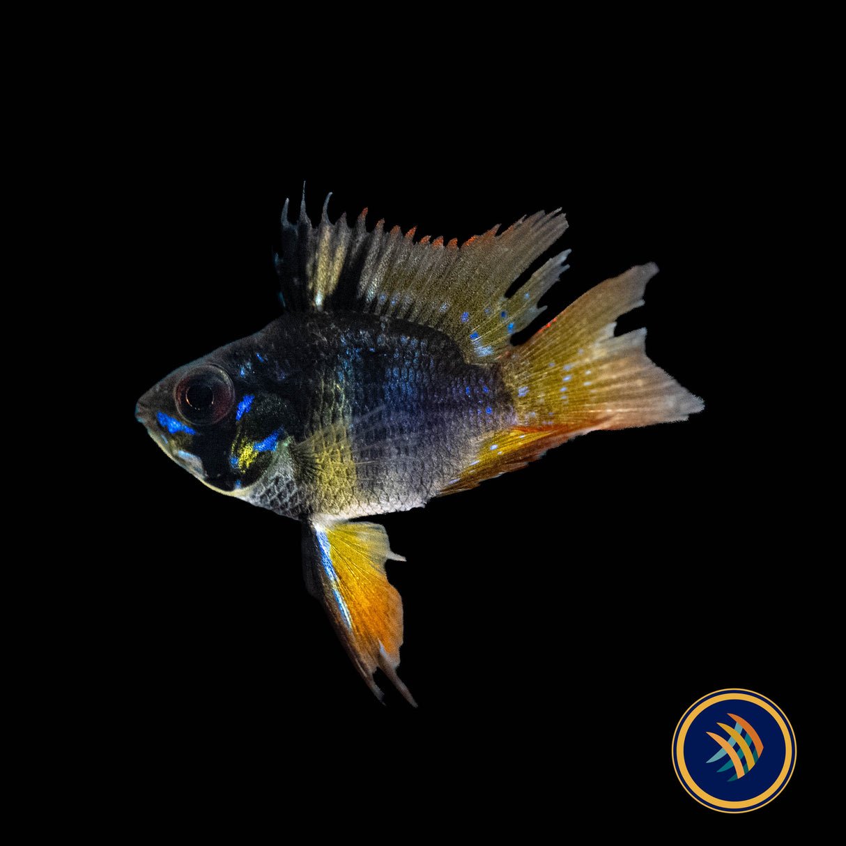 German Black Balloon Ram (Mikrogeophagus ramirezi) | Cichlids Badis & Gouramis | Largest Tropical Fish Selection at Your Local Fish Store