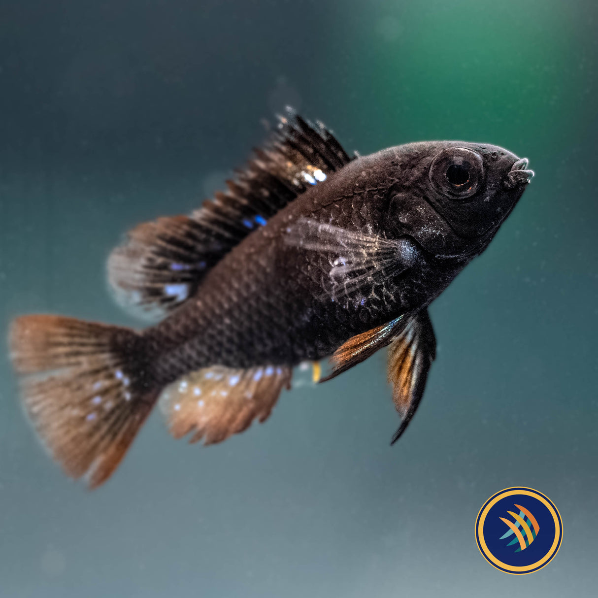 German Black Ram (Mikrogeophagus ramirezi) 3cm+ | Cichlids Badis & Gouramis | Largest Tropical Fish Selection at Your Local Fish Store
