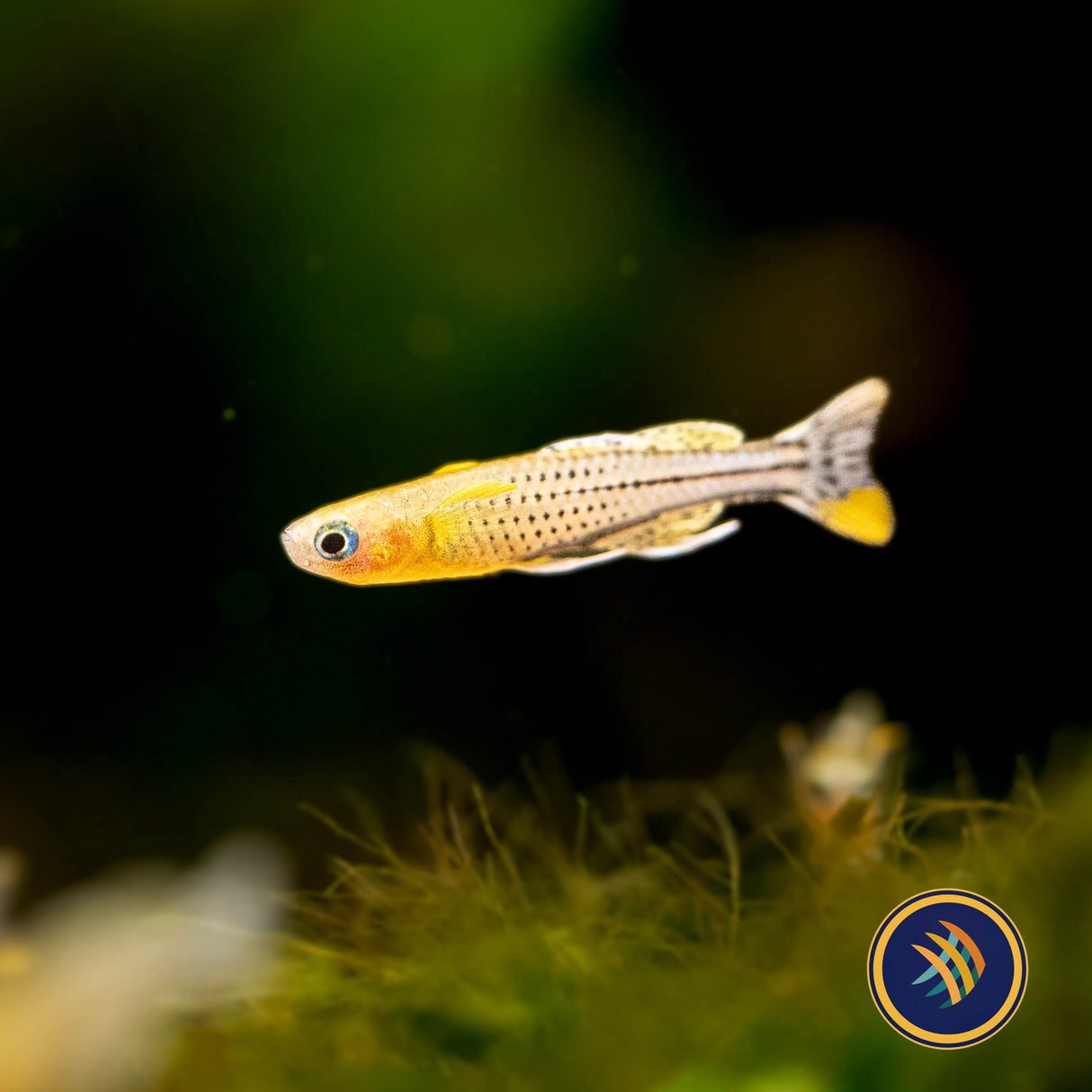 Gertrude's Rainbow Aru II (Pseudomugil Gertrudae Aru II) Locally Bred | Rainbowfish Killifish & Danios | Largest Tropical Fish Selection at Your Local Fish Store