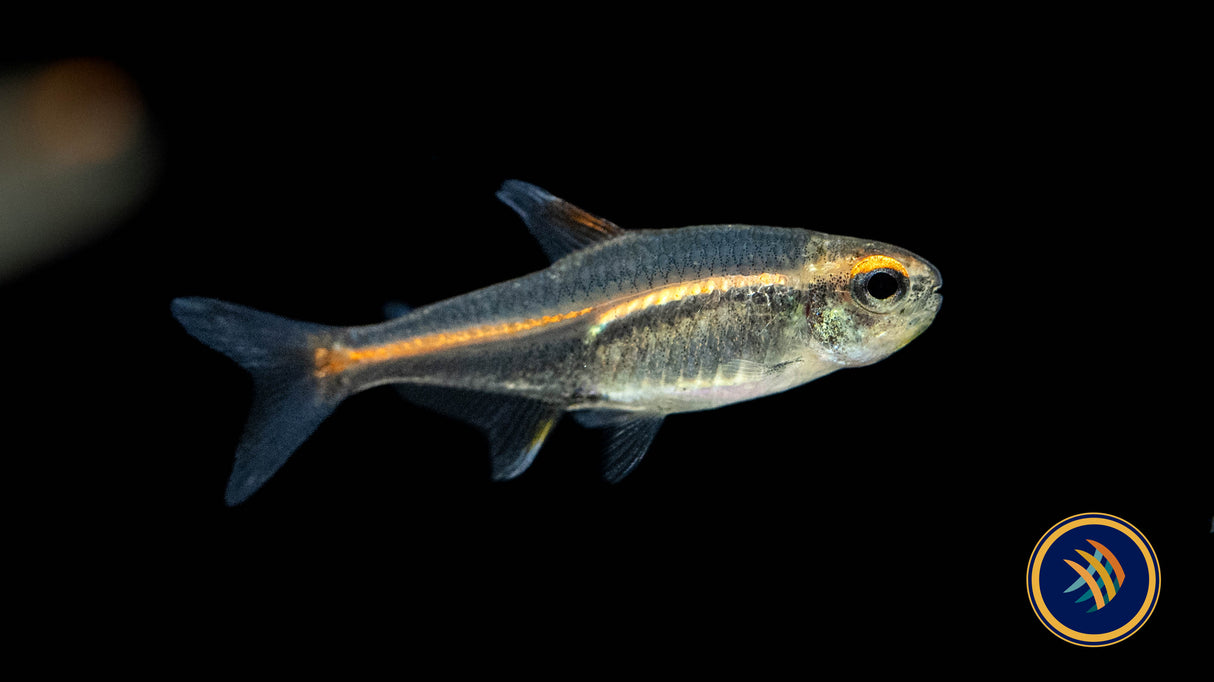 Glowlight Tetra (Hemigrammus erythrozonus) 2.5cm | Tetras Rasboras & Pencilfish | Largest Tropical Fish Selection at Your Local Fish Store