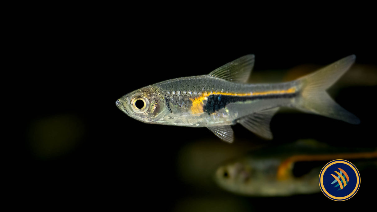 Glowlight Rasbora (Trigonostigma hengeli) 2-2.5cm | Tetras Rasboras & Pencilfish | Largest Tropical Fish Selection at Your Local Fish Store
