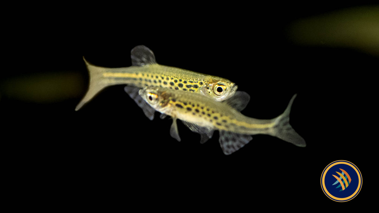 Gold Ring Danio (Danio tinwini) | Rainbowfish Killifish & Danios | Largest Tropical Fish Selection at Your Local Fish Store
