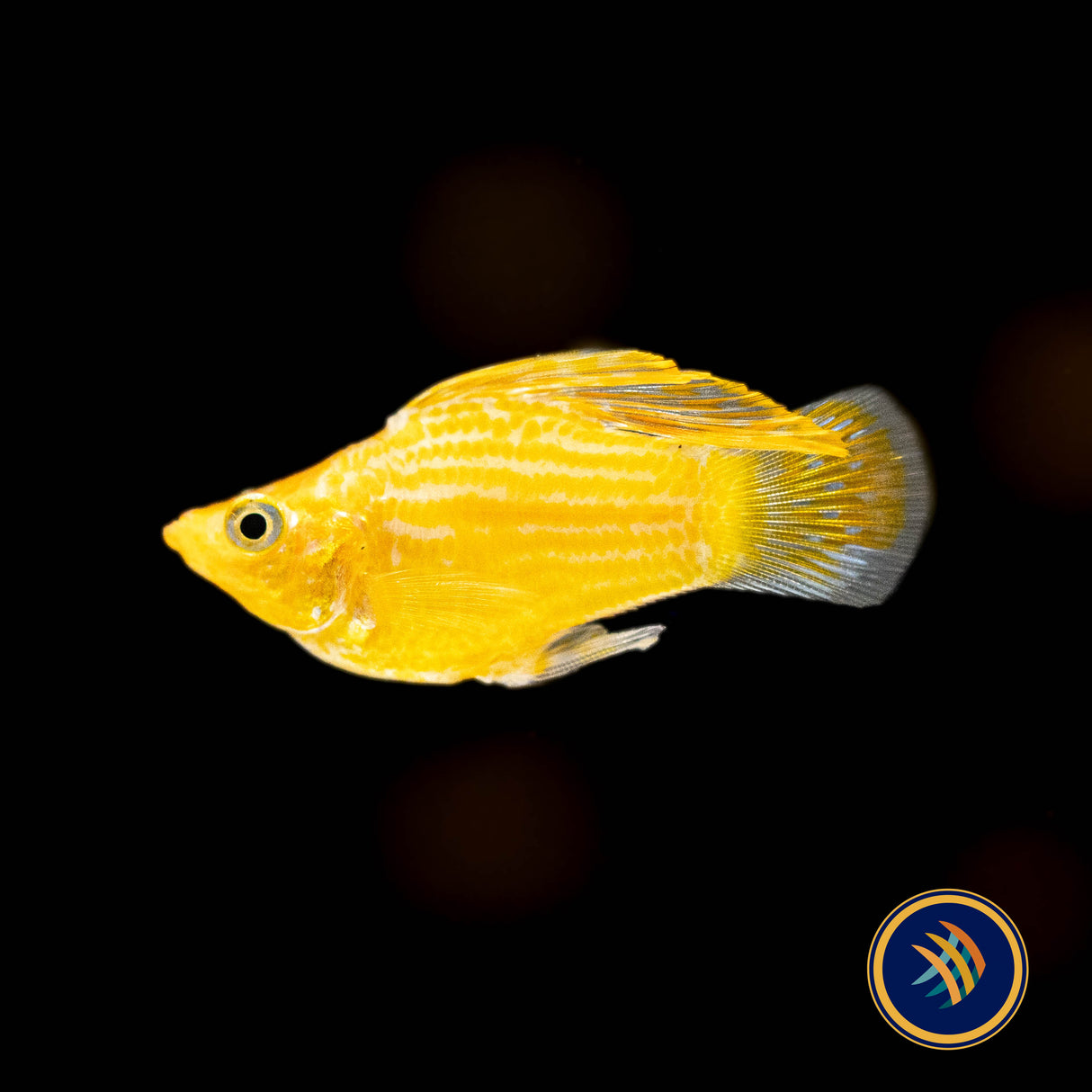 Gold Balloon Molly 3cm | Livebearers | Largest Tropical Fish Selection at Your Local Fish Store