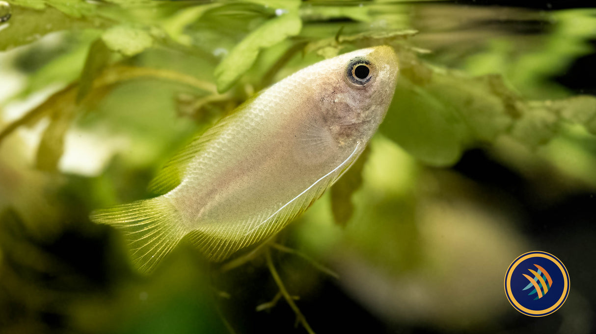Gold Honey Gourami (Colisa Chuna) Large /X-large (Aquarium Glaser) Very Nice | Cichlids Badis & Gouramis | Largest Tropical Fish Selection at Your Local Fish Store