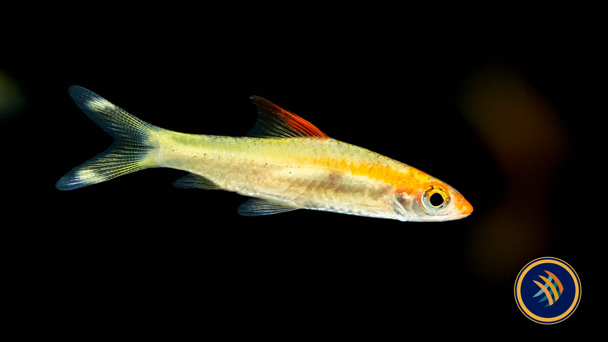 Denison Barb Golden (Red Striped Torpedo Barb) Sahyadria denisoni 5cm + | Goldfish Barbs & Minnows | Largest Tropical Fish Selection at Your Local Fish Store