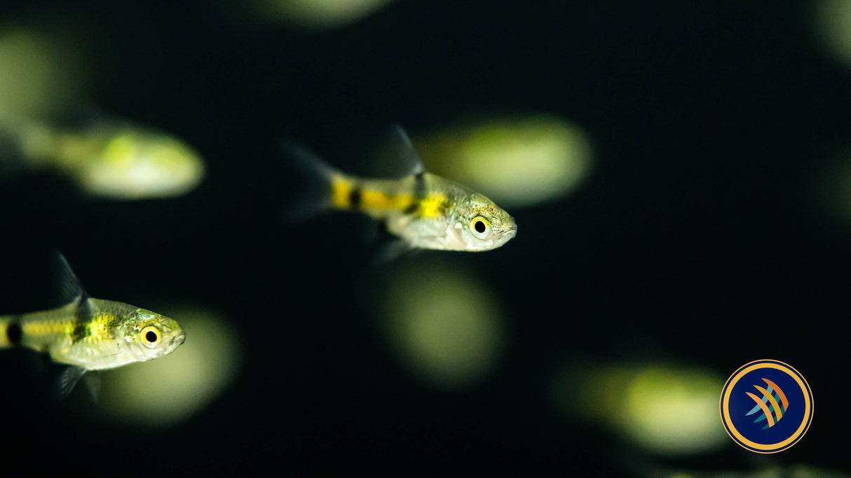 Golden Dwarf Barb Barbus Gelius 2-3cm | Goldfish Barbs & Minnows | Largest Tropical Fish Selection at Your Local Fish Store