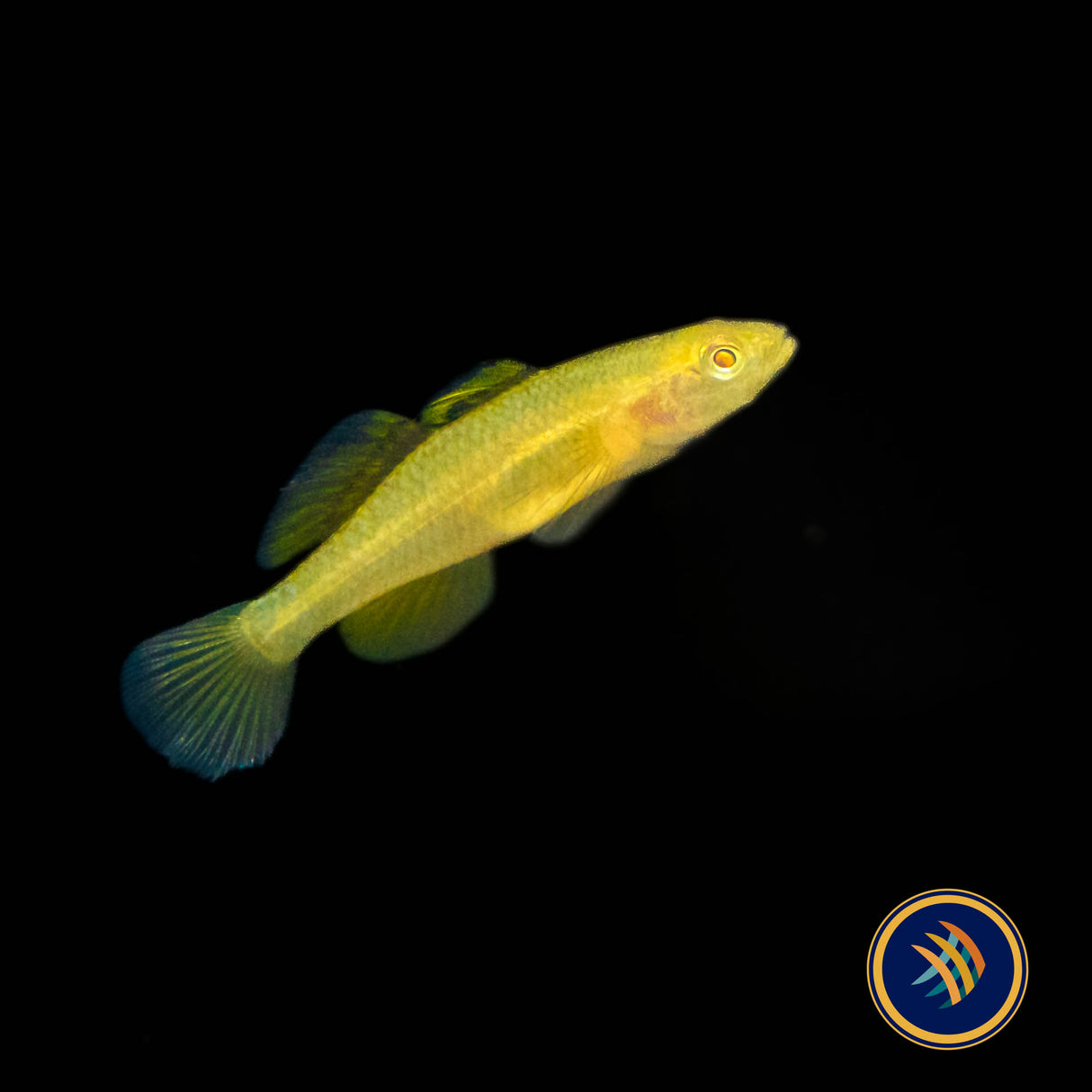 Golden Malili Goby (Mugilogobius rexi) | Other Livestock | Largest Tropical Fish Selection at Your Local Fish Store