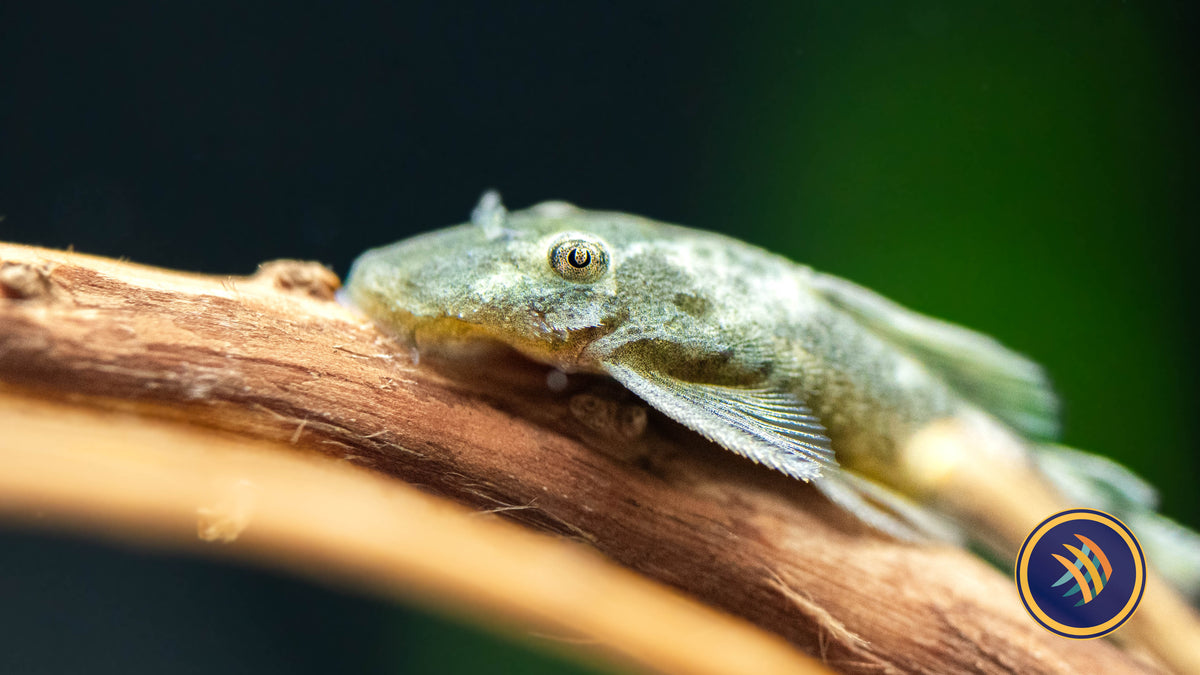 Green Dragon Short-Fin Ancistrus Pleco (PlecoCeramics) | Catfish Loaches & Plecos | Largest Tropical Fish Selection at Your Local Fish Store