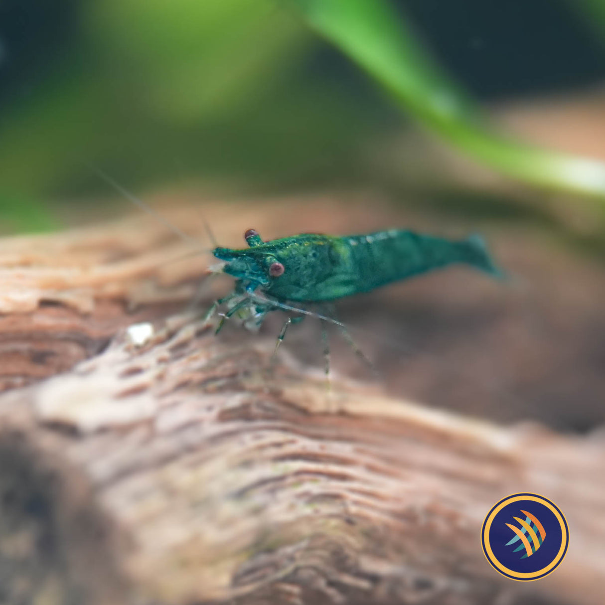Green Jade Shrimp (A Grade) (Neocaridina davidi)