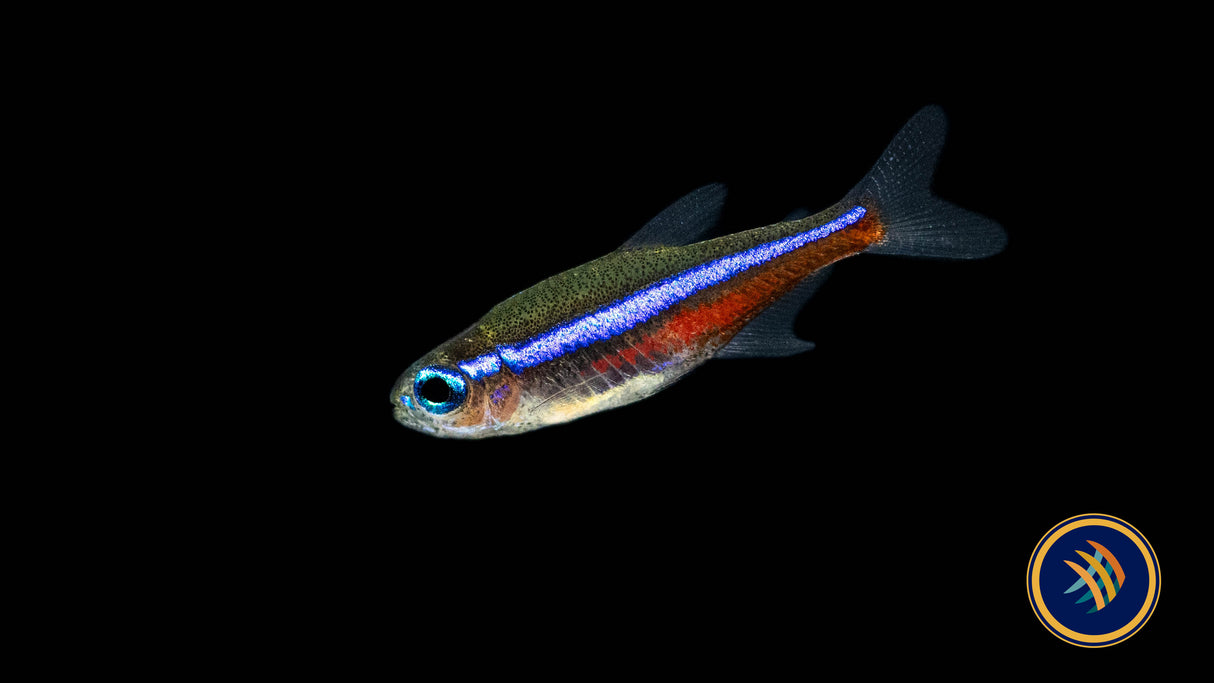 Green Neon Tetra (Paracheirodon simulans) 1.6cm | Tetras Rasboras & Pencilfish | Largest Tropical Fish Selection at Your Local Fish Store